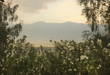 Травный тур: по горам и долинам Алтая